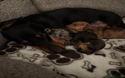 Dachshund dogs for sale: Dachshund puppies for sale  - Image 14