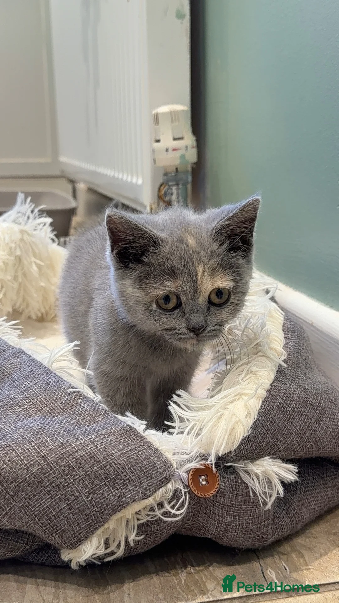 British Shorthair cats for sale: British Short Hair  - Advert 2
