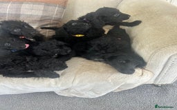 Cockapoo dogs for sale: Gorgeous F1 cockapoo puppies  - Image 38