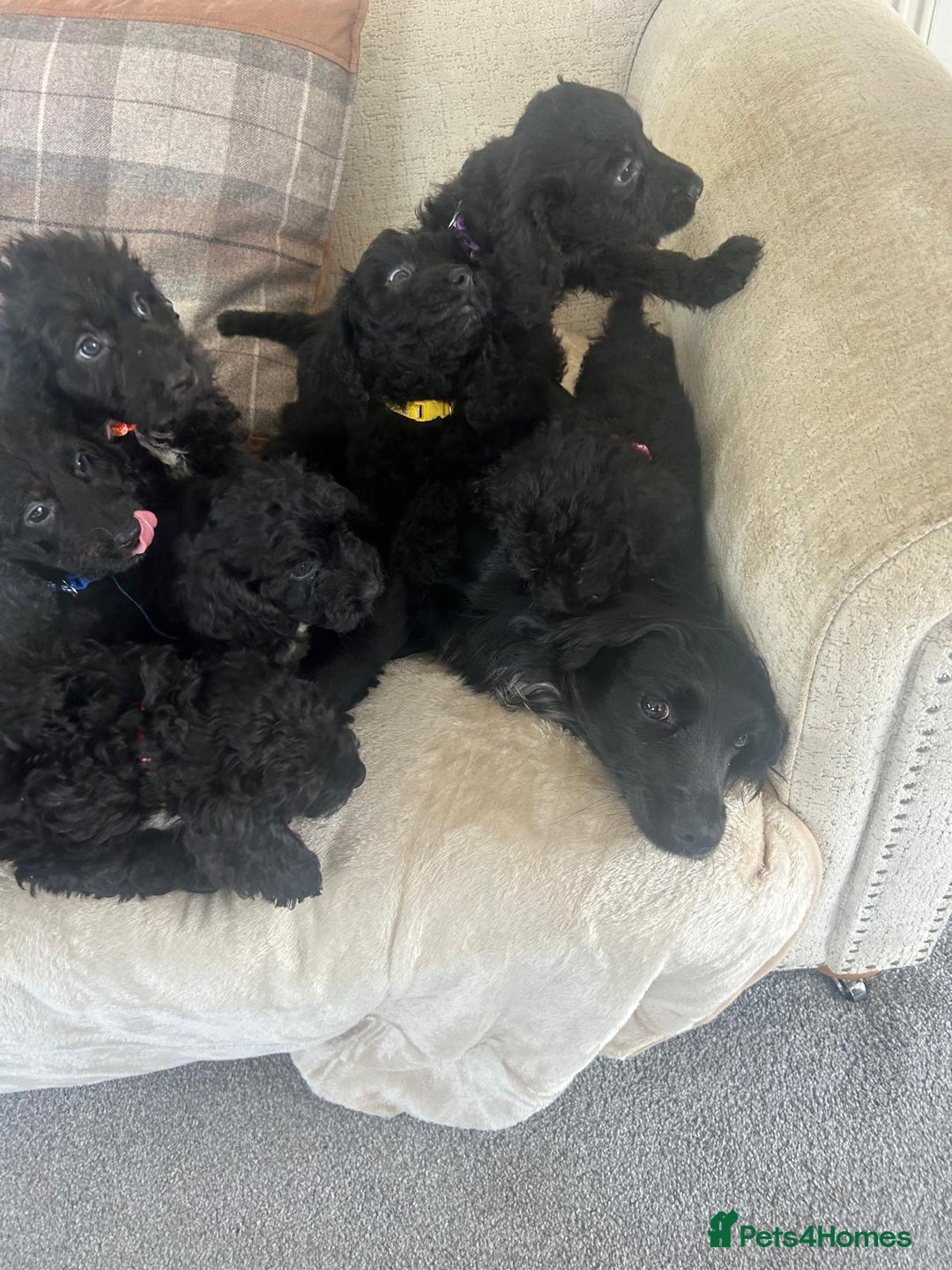 Cockapoo dogs for sale: Gorgeous F1 cockapoo puppies  - Image 38