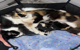 Domestic Shorthair cats for sale: 3 beautiful kittens  - Image 8