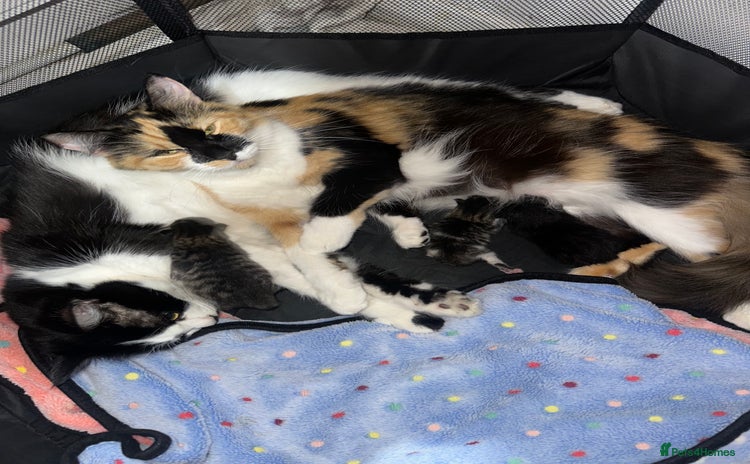 Domestic Shorthair cats 3 beautiful kittens  - Advert 18