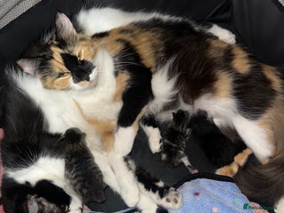 Domestic Shorthair cats 3 beautiful kittens - Advert 23