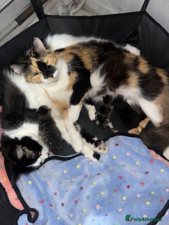 Domestic Shorthair cats 3 beautiful kittens - Advert 18