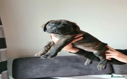 Cane Corso dogs for sale: WORLD CLASS CANE CORSO PUPPIES! 2 Males 4 Females. - Advert 11