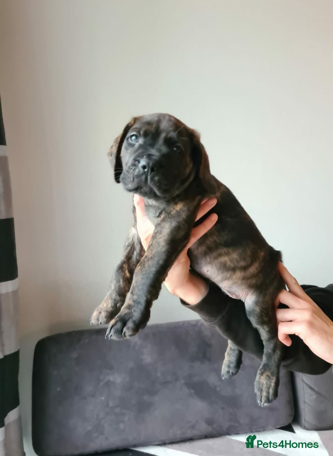 Cane Corso dogs for sale: WORLD CLASS CANE CORSO PUPPIES! 2 Males 4 Females. - Advert 11
