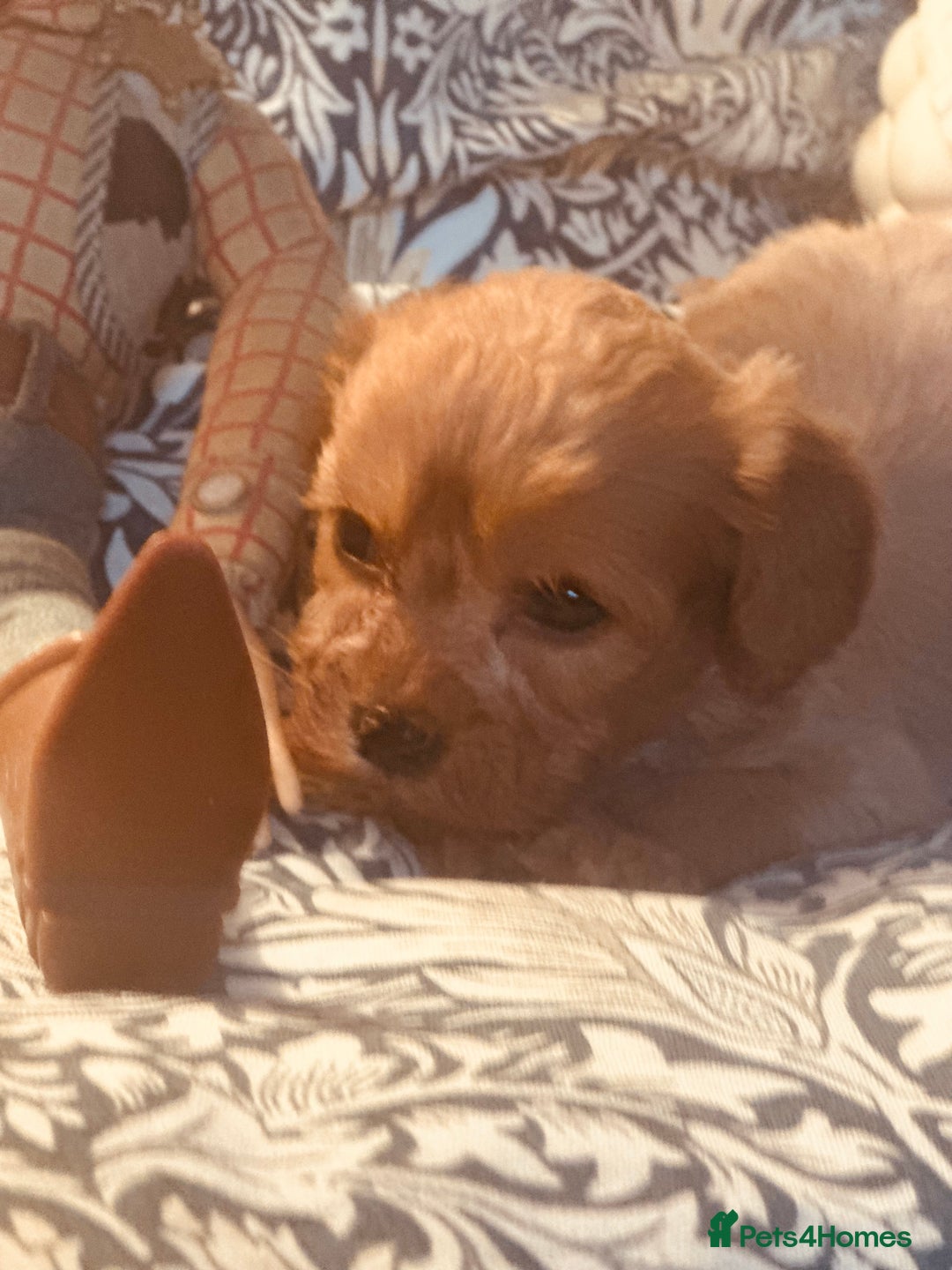 Cavapoo dogs for sale: Bright red not to curly f1 Cavapoo’s  - Advert 25