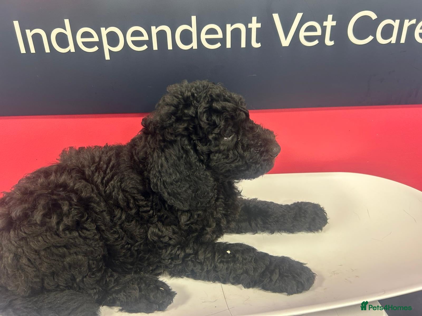 Goldendoodle dogs for sale: Gorgeous Goldendoodle puppies - Advert 12