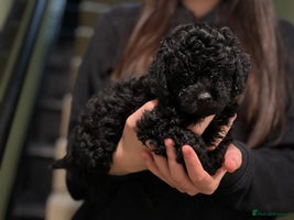 Shihpoo dogs - Advert 10