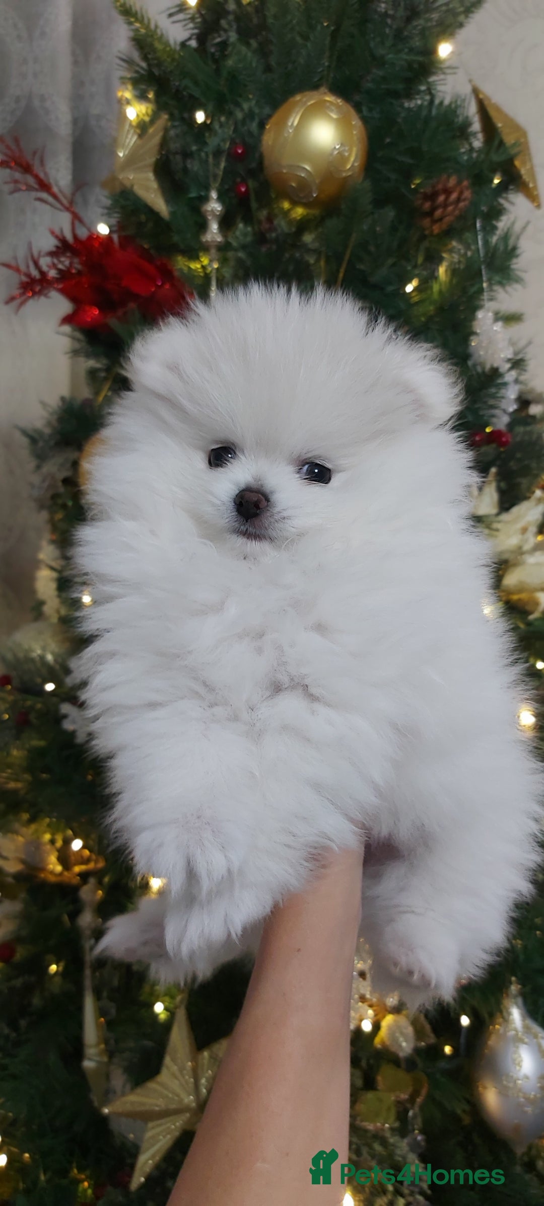 Pomeranian dogs for sale: Russian baby pomeranian(only one girls left) 💕💝  - Advert 12