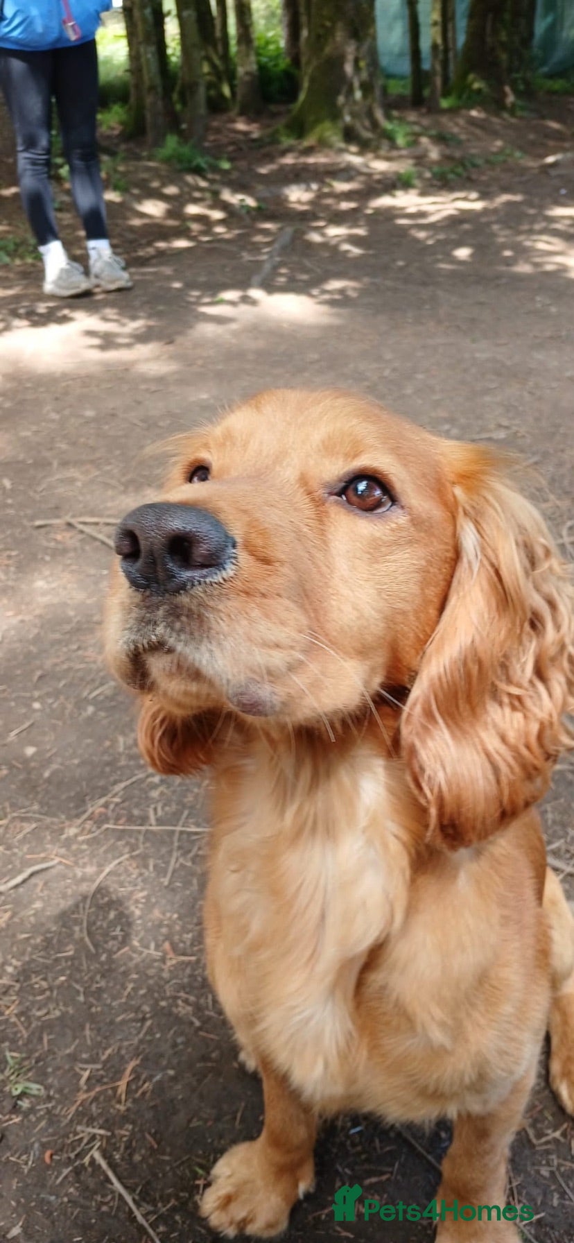 Cocker Spaniel dogs 2 year old cover spaniel  - Advert 1