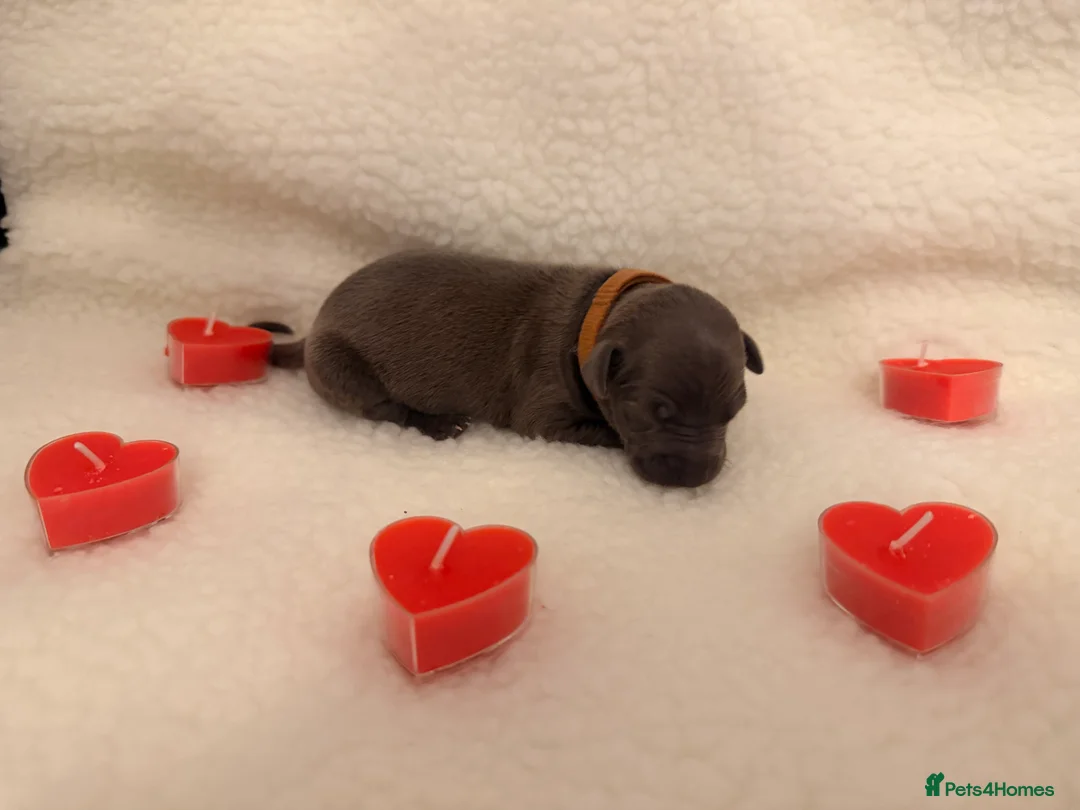 Italian Greyhound dogs for sale: Italian greyhound puppies - Advert 9