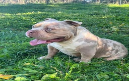 American Bully dogs for stud: Stunning ABKC Reg American Bully Lilac Tri Merle  - Image 1