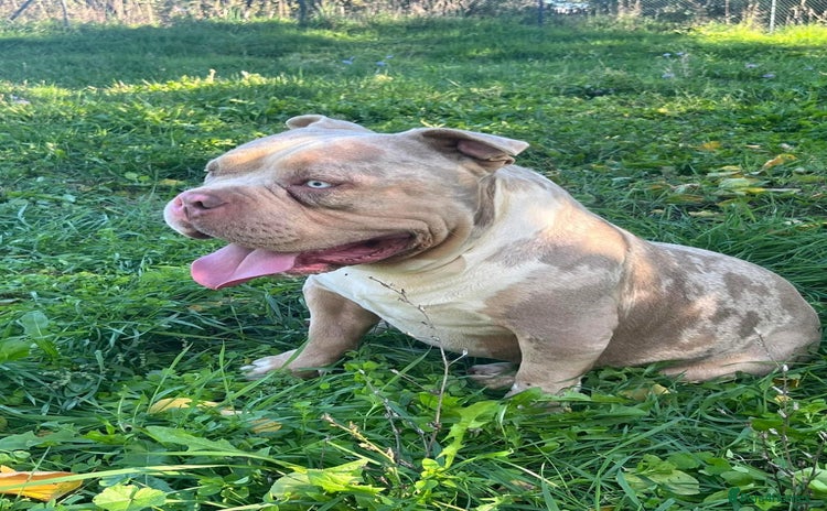 American Bully dogs - Advert 2