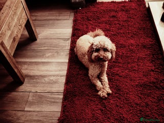Miniature Poodle dogs - Advert 28