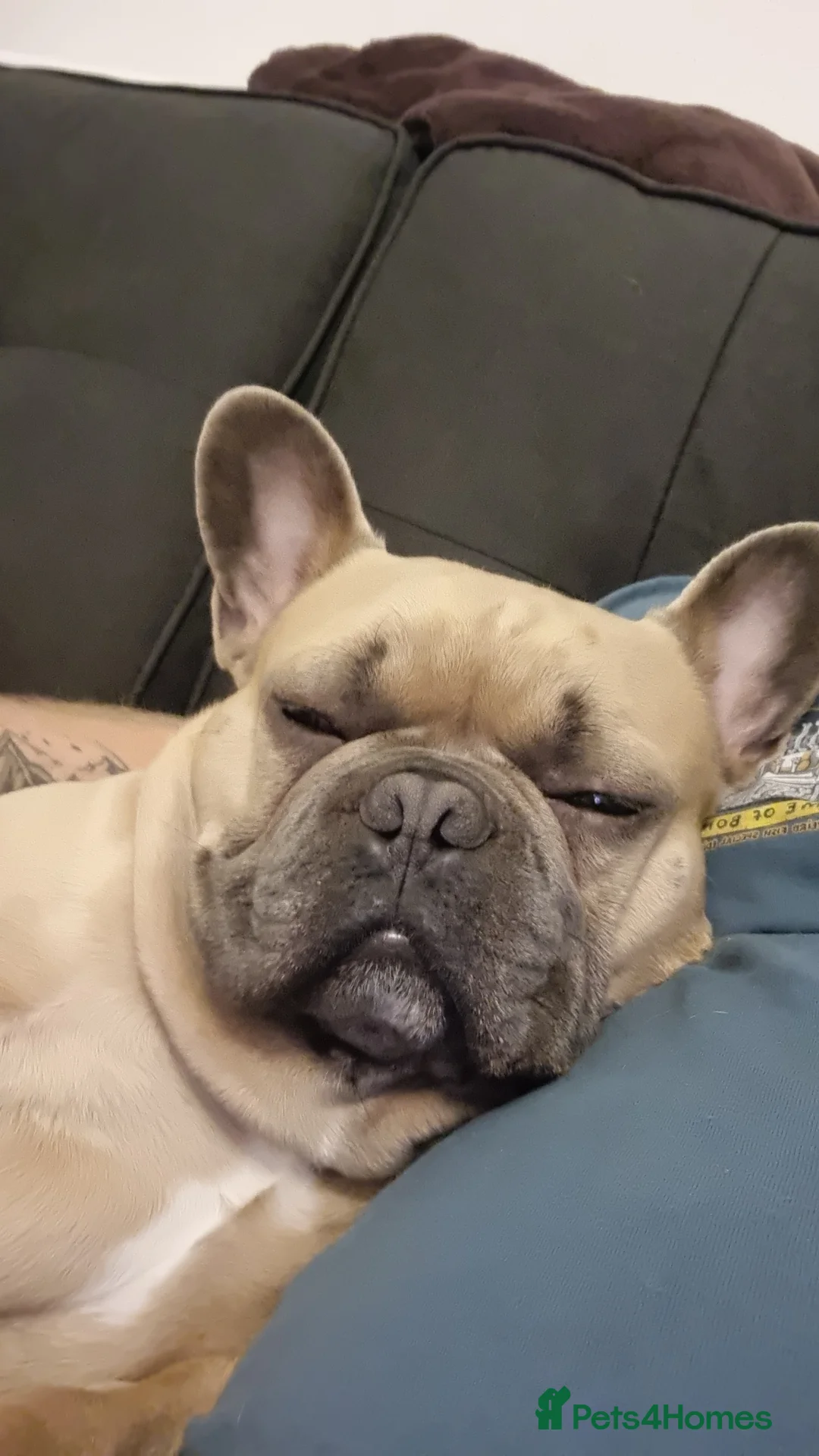 French Bulldog dogs for sale: Chicco in Saint Helens - Advert 2