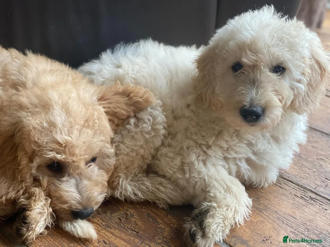 Labradoodle dogs for stud: Multigen/F3b Labradoodle Stud in Calne - Advert 21