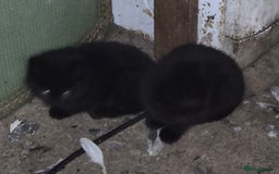 Mixed Breed cats for sale: Halloween kittens for sale. - Image 4