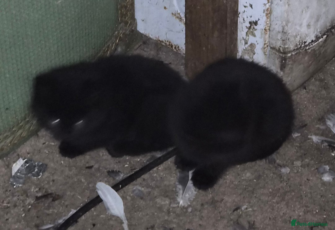 Mixed Breed cats for sale: Halloween kittens for sale. - Image 4
