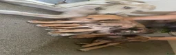 Lurcher dogs for sale: Lurcher puppy’s  in Houghton le Spring - Advert 1
