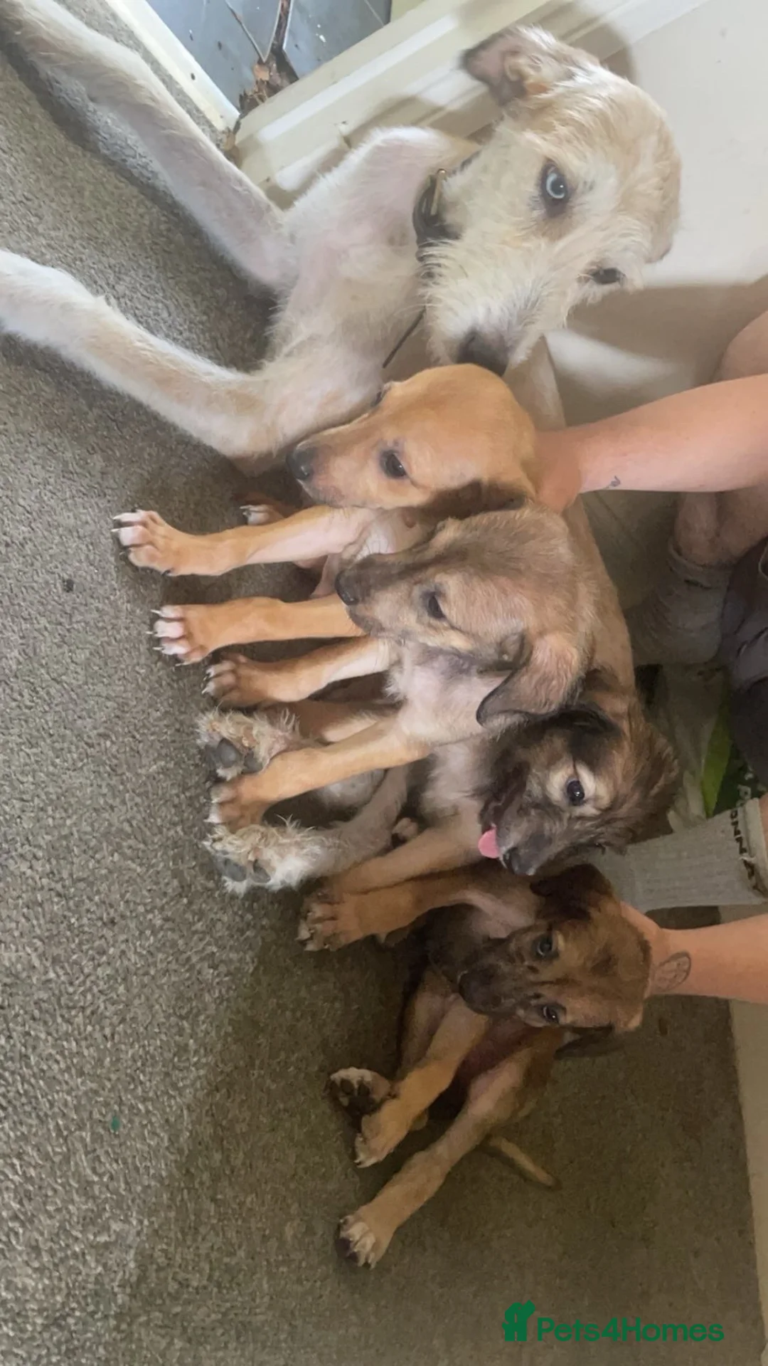 Lurcher dogs for sale: Lurcher puppy’s  in Houghton le Spring - Advert 1