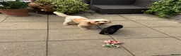Cavapoochon dogs for sale: Cavapoochon pups health tested parents  - Advert 3