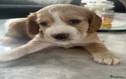 Cocker Spaniel dogs for sale: Cocker Spaniel Puppies perfect example ready now - Image 16