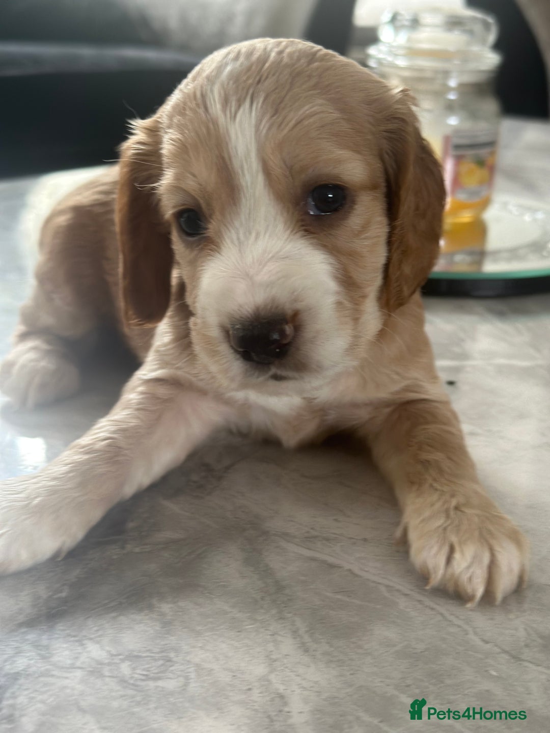 Cocker Spaniel dogs for sale: Cocker Spaniel Puppies perfect example ready now - Image 16