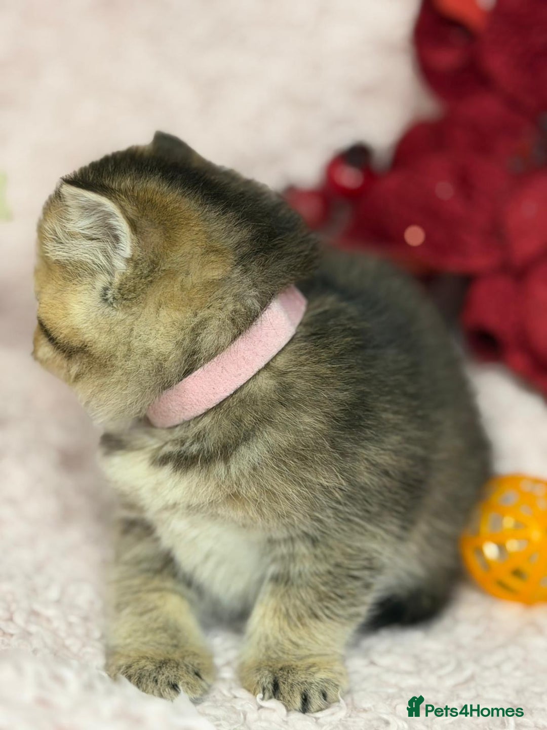 British Shorthair cats for sale: ⭐️Stunning BSH kittens GCCF registered ⭐️ - Advert 13