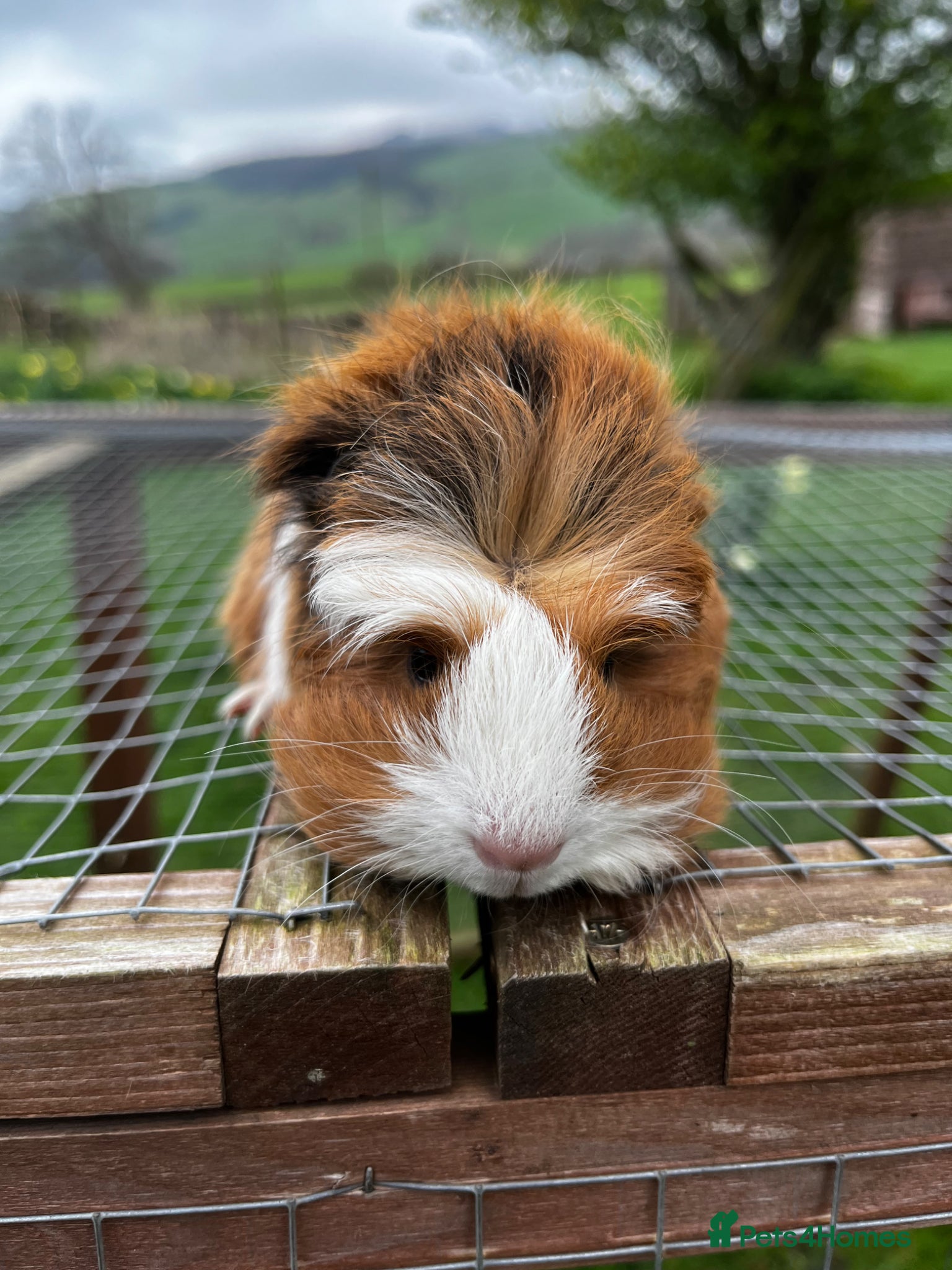 Guinea Pig rodents Three fluffy Sisters  - Advert 5
