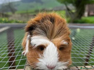 Guinea Pig rodents Three fluffy Sisters - Advert 5