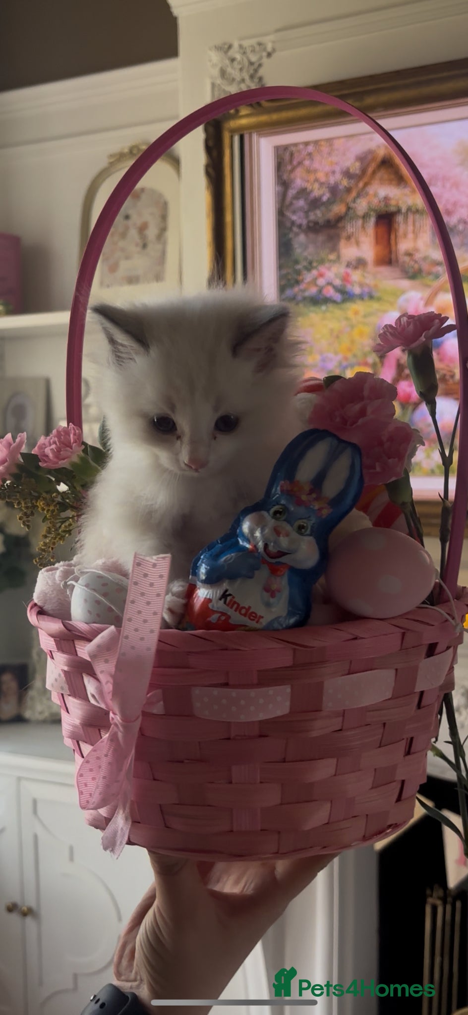 Ragdoll cats Last stunning Ragdoll boy left Indoor Only 🧸 - Advert 1