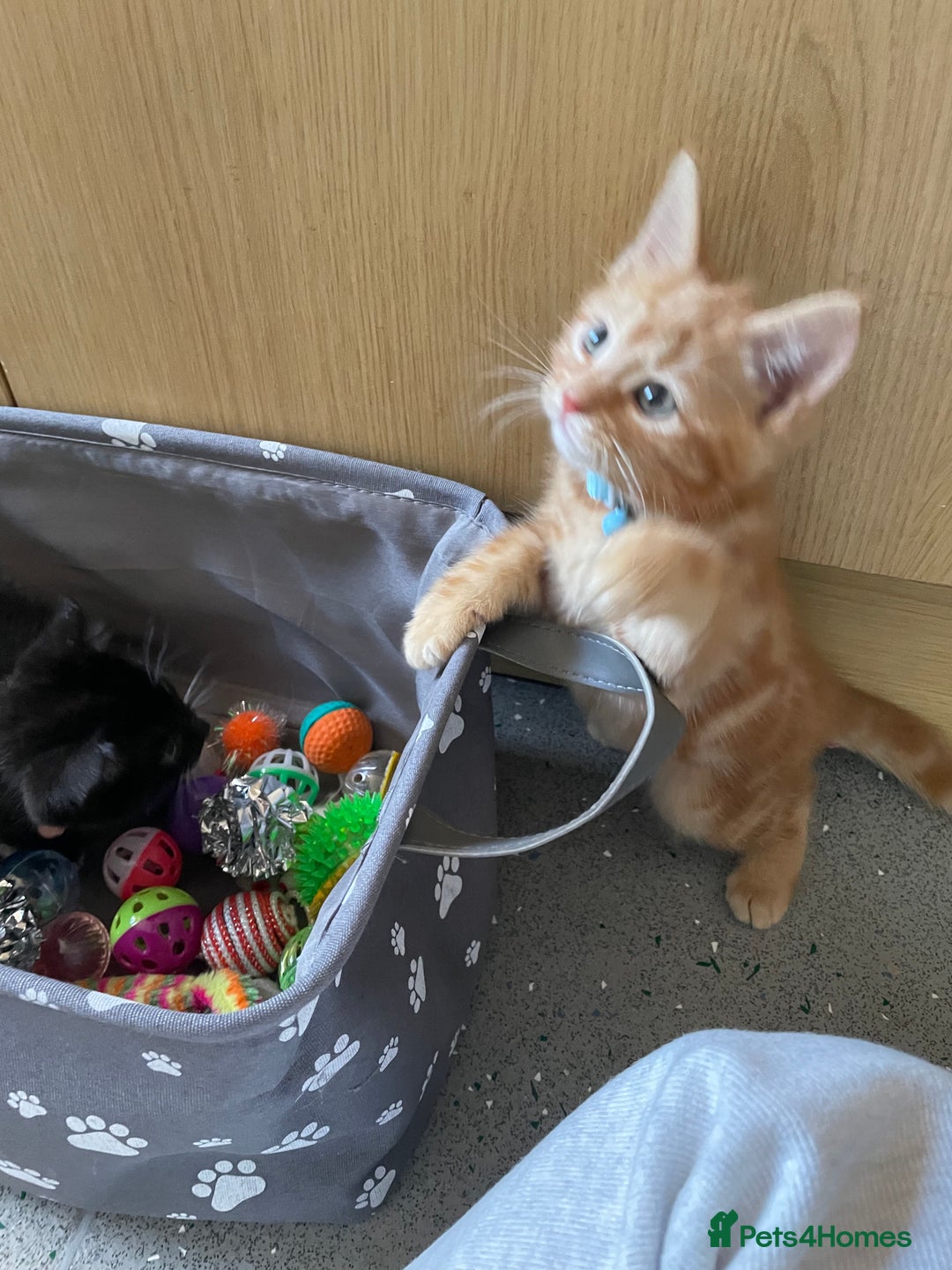 Domestic Shorthair cats for sale: Kittens  - Image 8