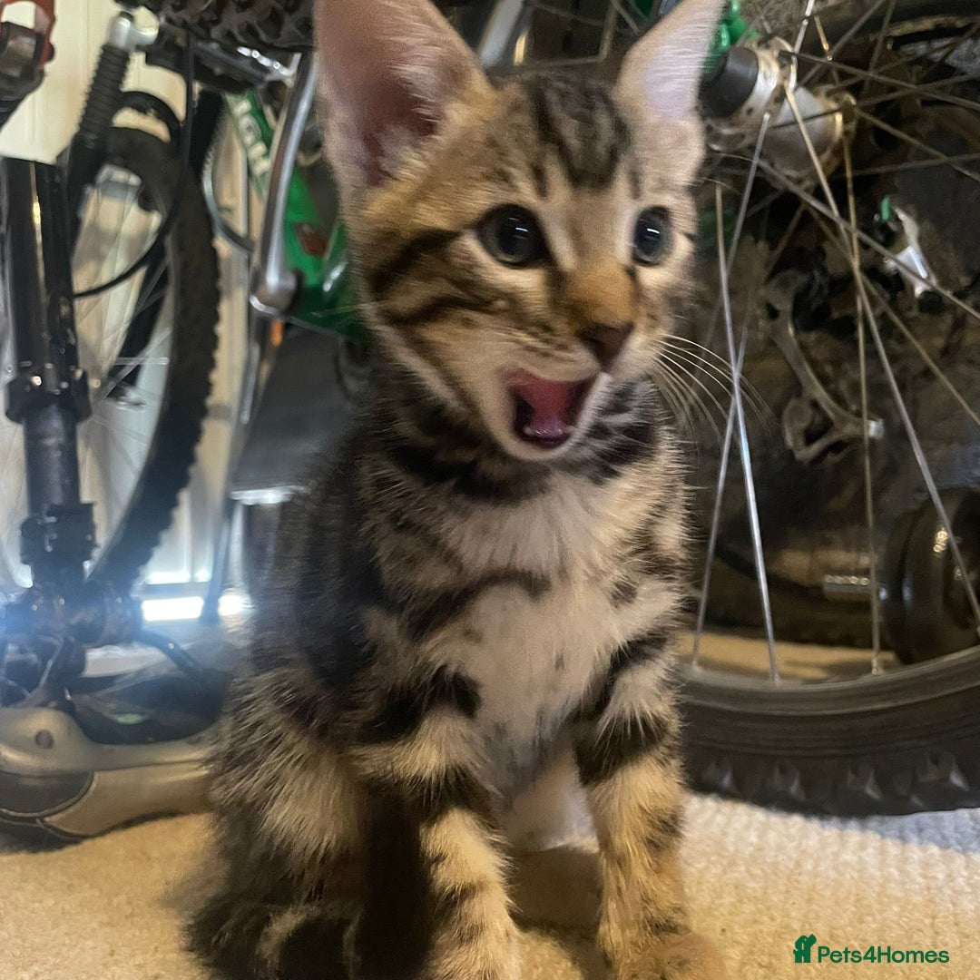 Bengal cats for sale: Frankie. Bengal X Moggy - Image 10