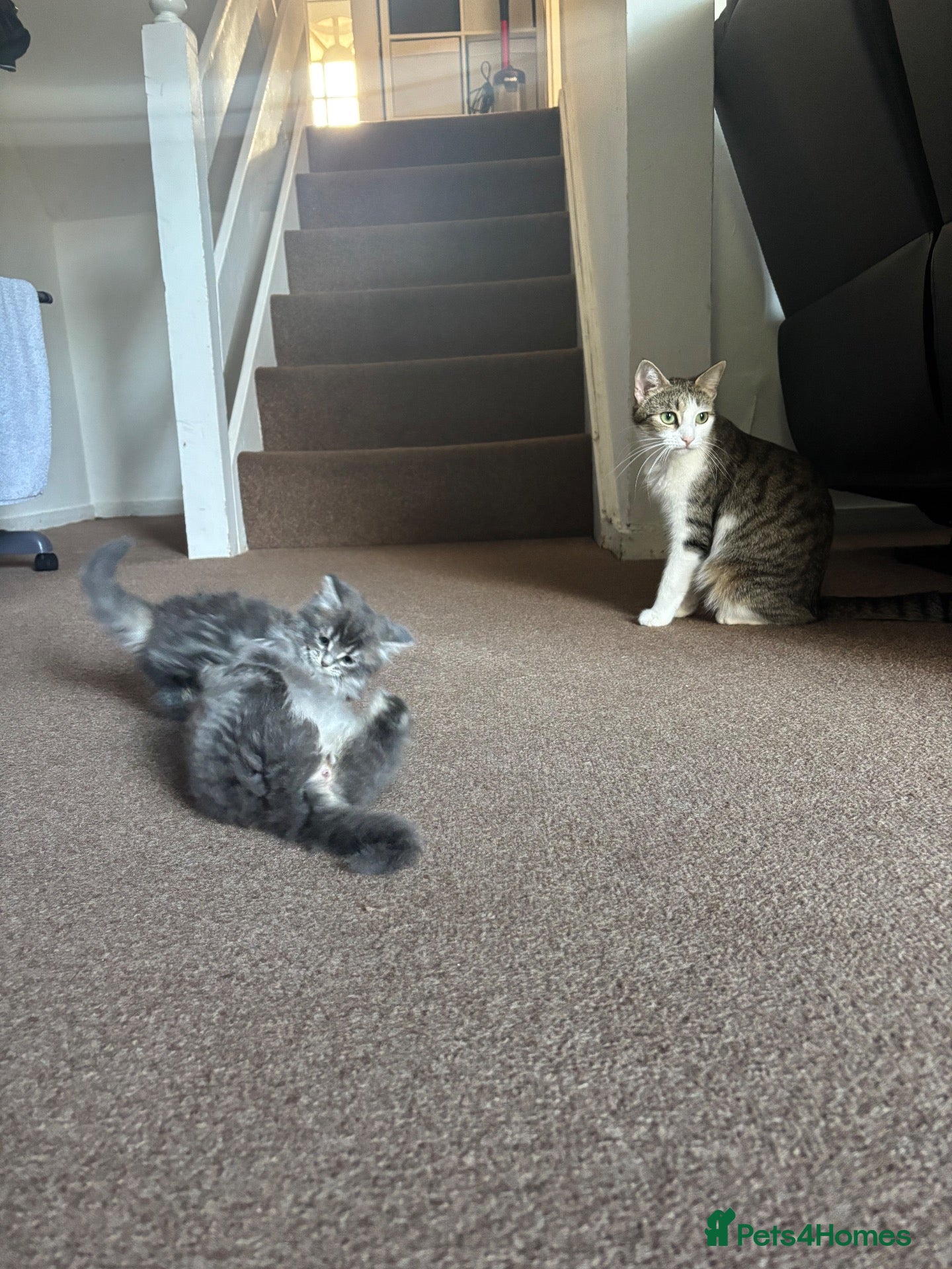 Mixed Breed cats 1 GREY KITTEN LEFT FOR SALE  - Advert 1