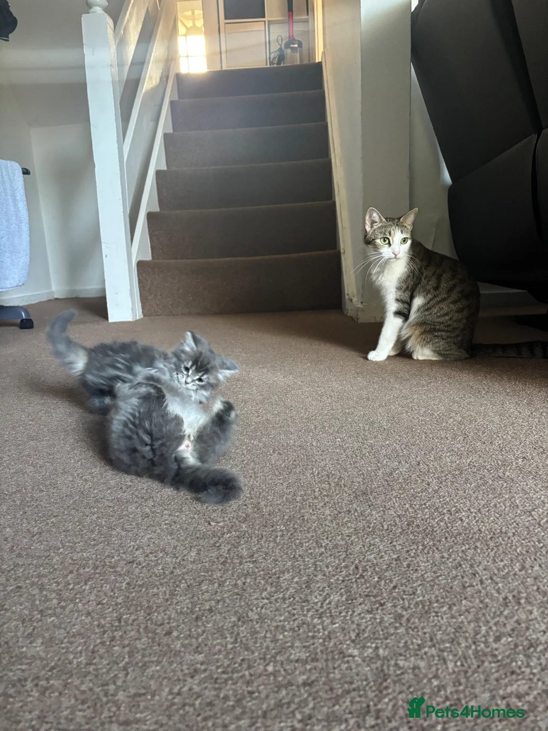 Mixed Breed cats for sale: 1 GREY KITTEN LEFT FOR SALE  - Advert 1