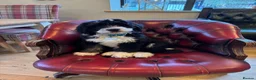 Bernedoodle dogs for sale: 2 yr old Bernedoodle- Male  - Advert 4