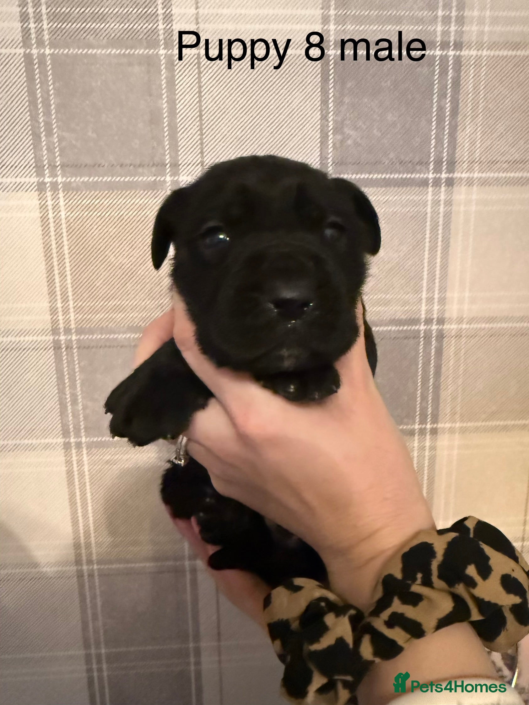 Cane Corso dogs Stunning chunky cane corso puppies - Advert 18