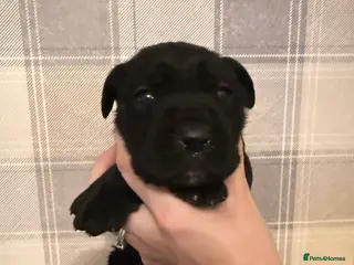 Cane Corso dogs Stunning chunky cane corso puppies - Advert 2