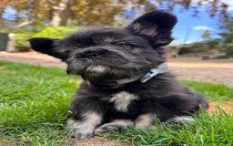 French Bulldog dogs for sale: FLUFFY FRENCHIE 🧸 YORKSHIRE'S RAREST LONG-HAIRED - Image 1