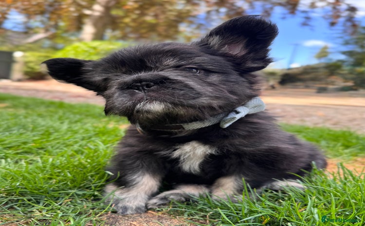 French Bulldog dogs - Advert 10