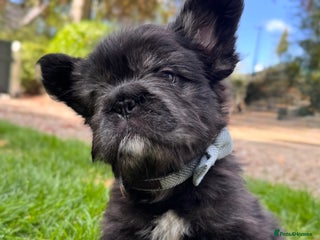 French Bulldog dogs - Advert 32