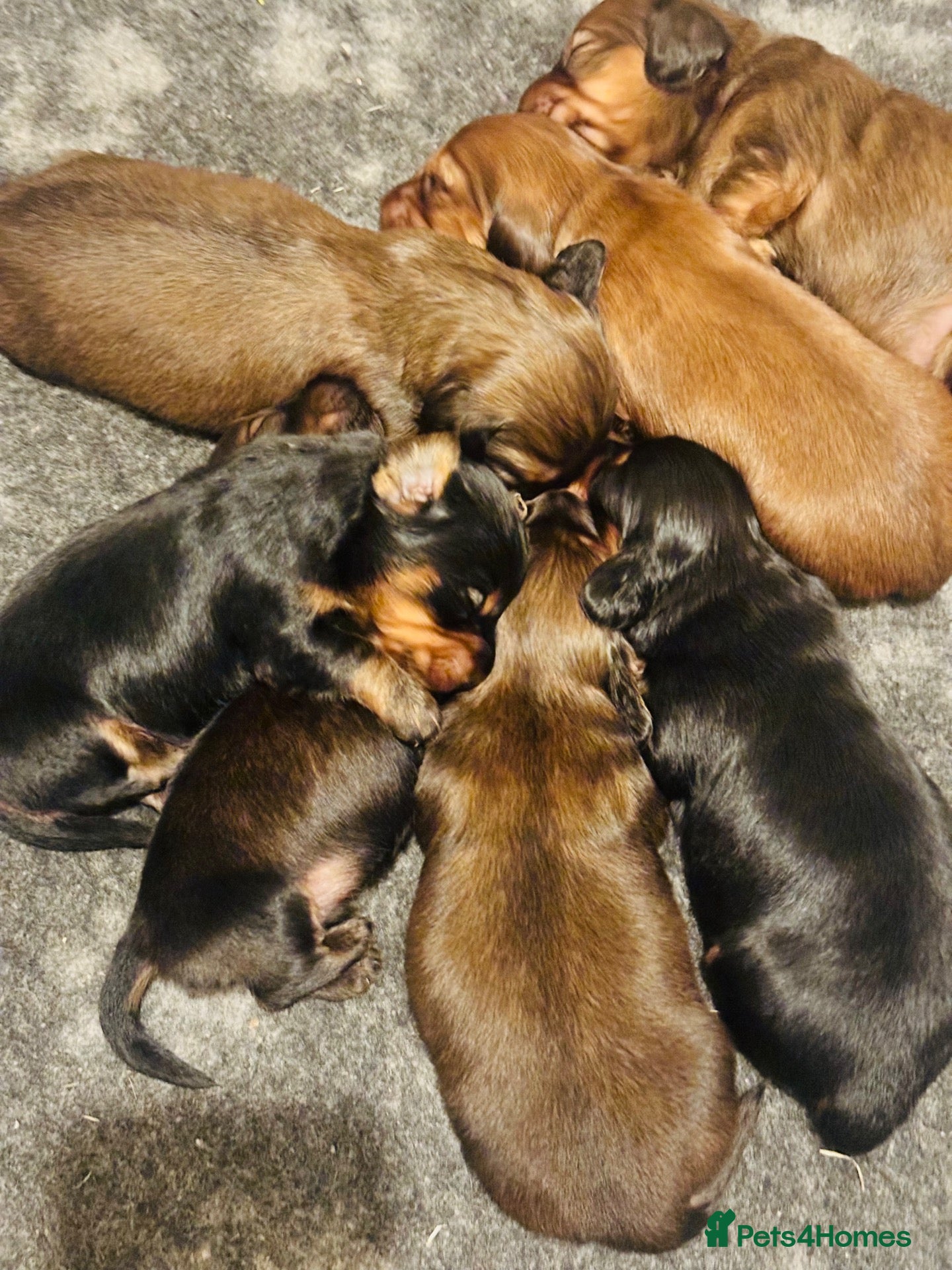 Miniature Dachshund dogs Beautiful Long-Haired Miniature Dachshund Puppies  - Advert 1