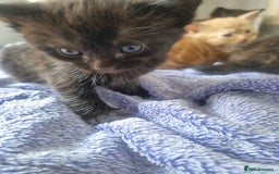 Mixed Breed cats for sale: Mixed kittens  - Image 7