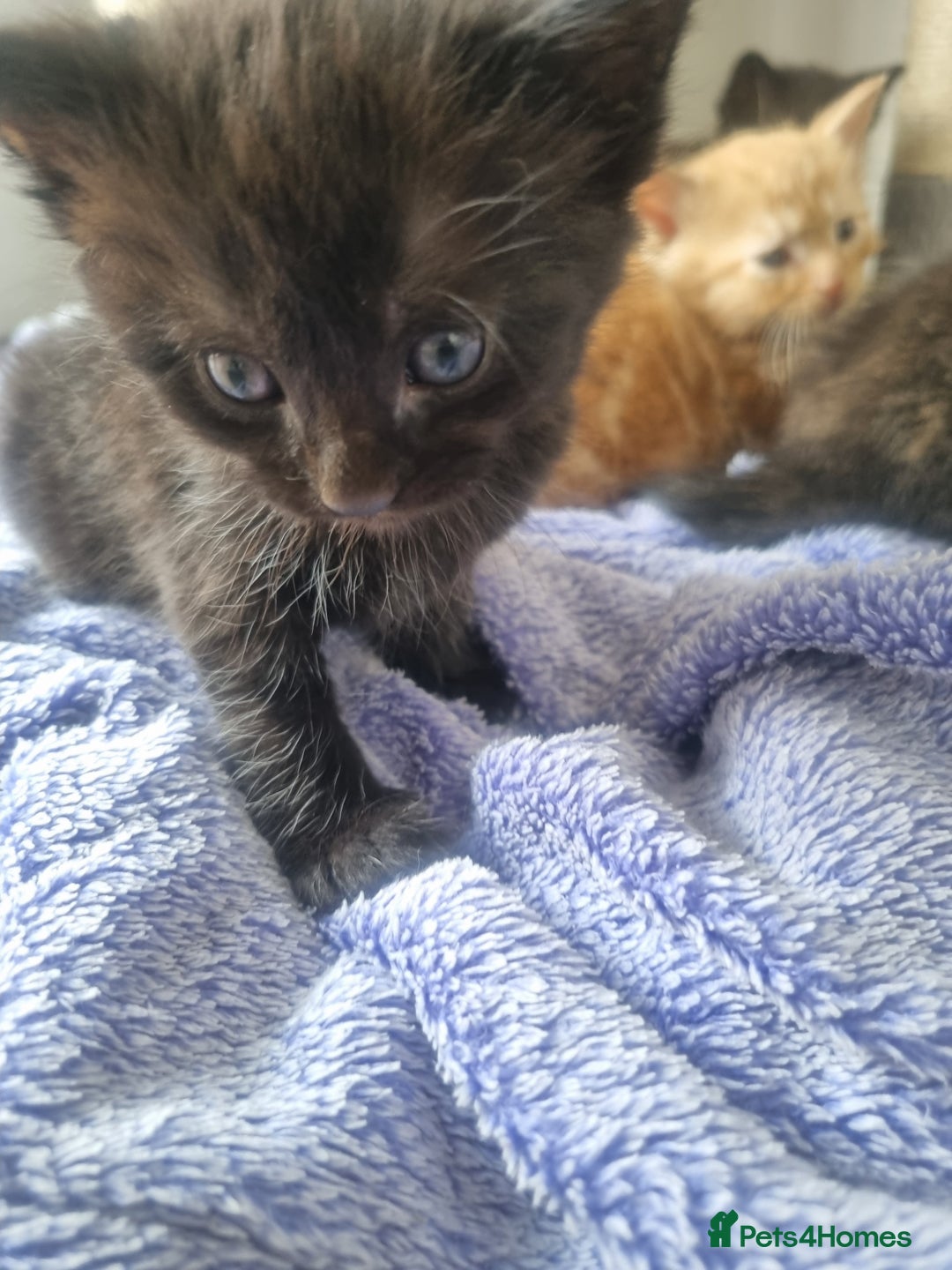 Mixed Breed cats for sale: Mixed kittens  - Image 7