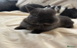 Netherland Dwarf rabbits for sale: 6 Adorable Netherland Dwarf Bunnies  - Image 11