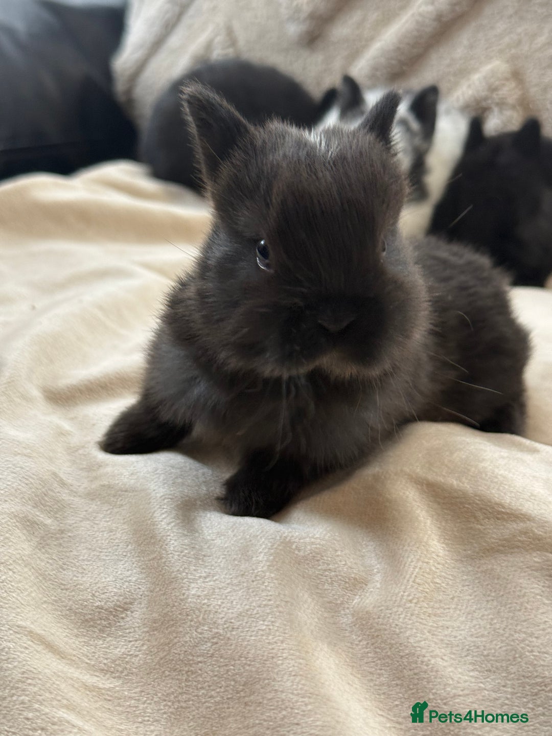 Netherland Dwarf rabbits for sale: 6 Adorable Netherland Dwarf Bunnies  - Image 11