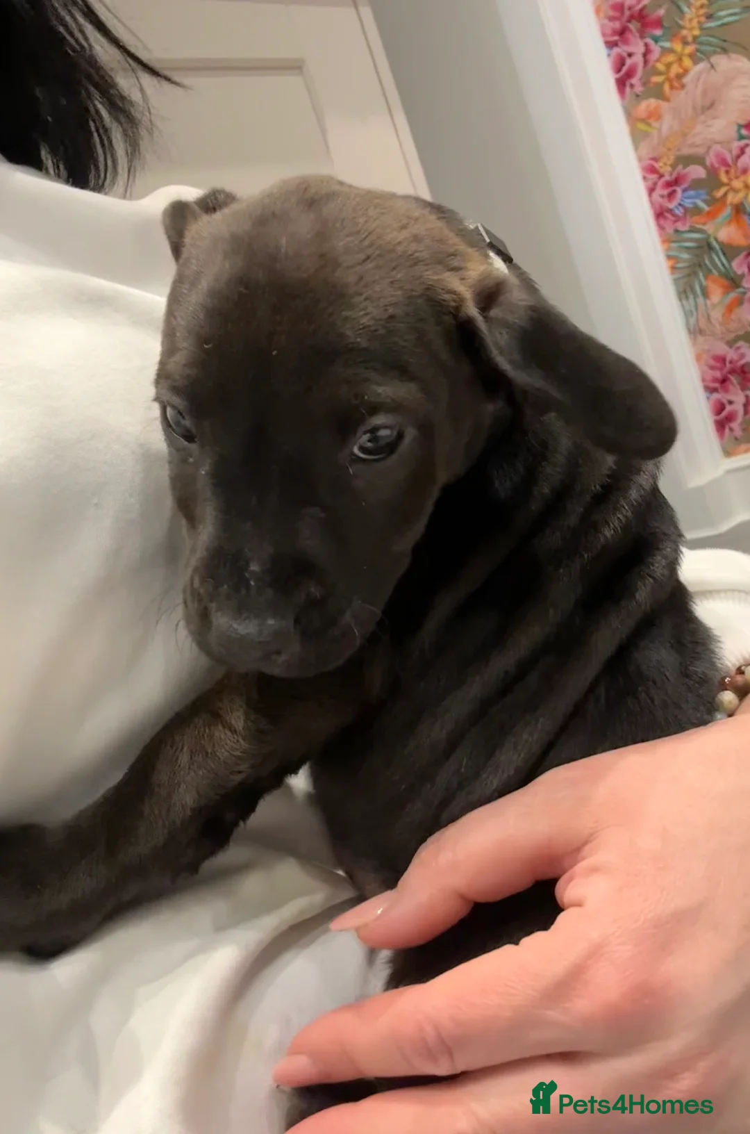 Patterdale Terrier dogs for sale: Patterdale puppies ready to go - Advert 11