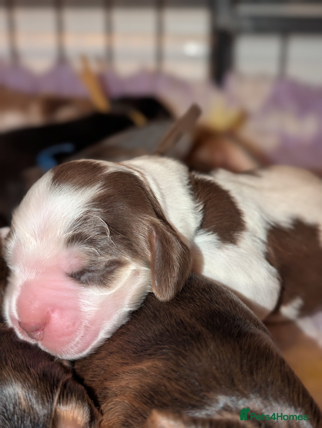 Cocker Spaniel dogs for sale: CHAMPION BLOODLINE SHOW COCKER BOY PUPPIES  - Advert 15