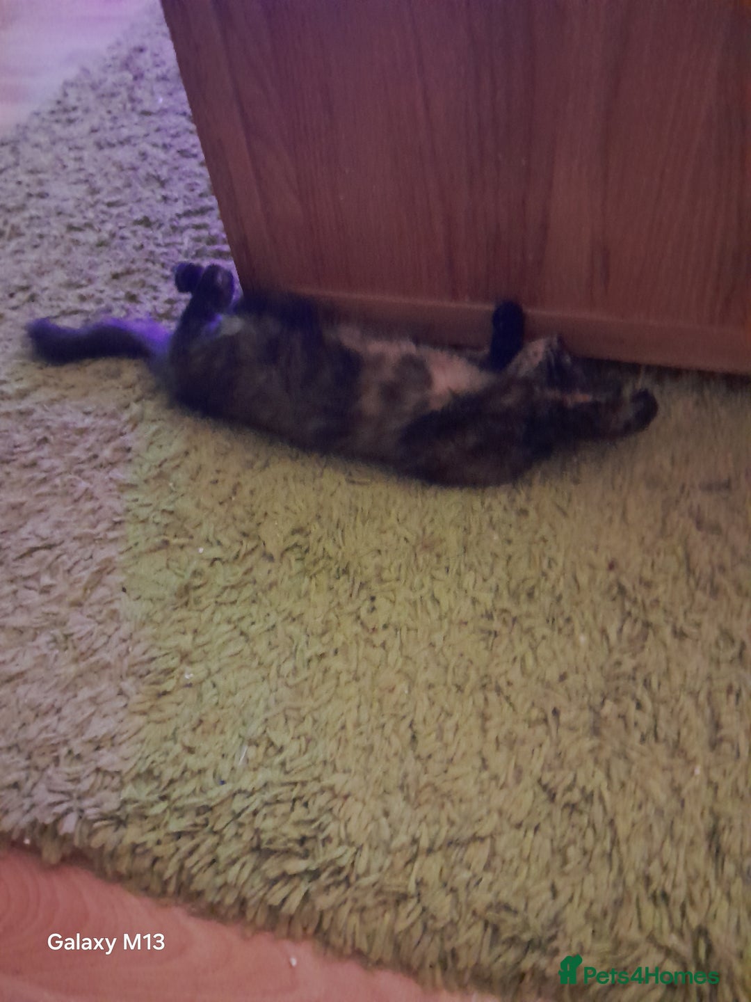 Mixed Breed cats for sale: Last maine coon mix kitten left Ready now. - Image 10